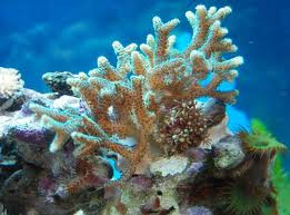 karolina korolowa (koralekolorukoralowego), zadupie, miasto