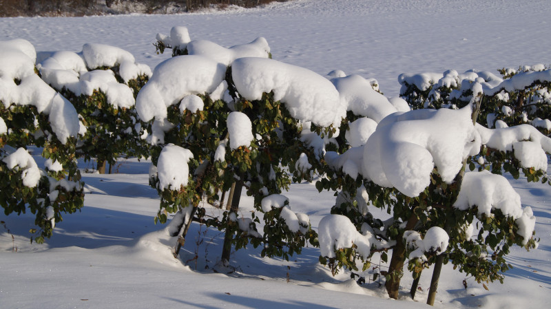 Ciężki śnieg zalega na gałęziach drzew. Gdy drzewa znajdują się w rejonie linii energetycznych może dochodzić do awarii.