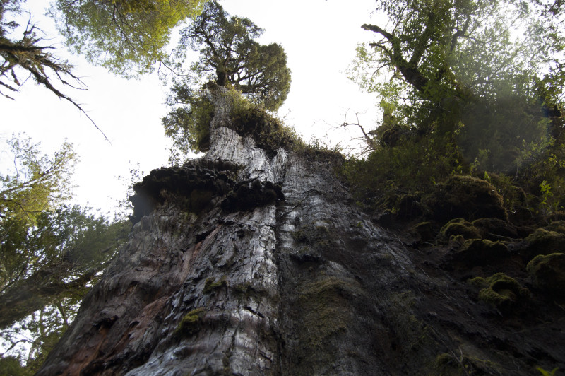 Cyprys patagoński rosnący w Chile w Parku Narodowym Alerce Costero to prawdopodobnie nowe najstarsze drzewo świata.