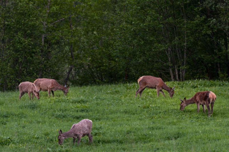 Rosnącą popularnością cieszy się w Norwegii polowanie na sarny.