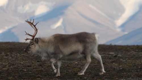 Większa populacja reniferów na Svalbardzie. Jest jedno „ale”: zwierzęta… kurczą się