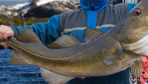 Koniec wyjazdów turystycznych na połów ryb w Norwegii? Wejdą nowe rygorystyczne przepisy