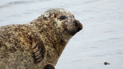 Nadmorski kurort przejęty przez... foki. Mieszkańcy i rybacy nie kryją złości