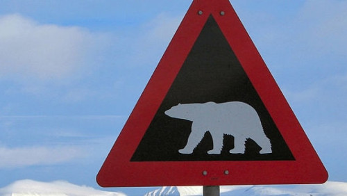 „To już kolejny raz”. Niedźwiedź polarny wdarł się na teren hotelu na Svalbardzie