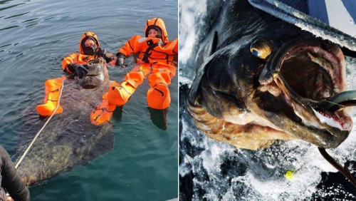 Złowili olbrzymiego halibuta: Polacy w Norwegii blisko rekordu świata 