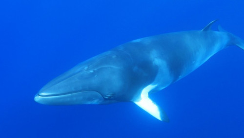 Norwegia ułatwi połowy wielorybów. Resort idzie na rękę wielorybnikom
