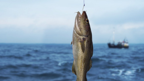 Uwaga, wędkarze: niedługo w życie wchodzi całoroczny zakaz połowów dorsza