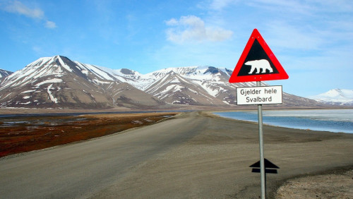 Dramatyczne chwile na Svalbardzie: nie żyje człowiek zaatakowany przez niedźwiedzia