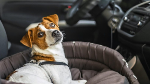 Podróż z psem przez granicę: sanepid zakazał przewożenia zwierząt? Sprawdzamy