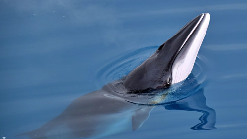 Norwegia nie odkłada harpuna na półkę: rozpoczął się sezon na wieloryby
