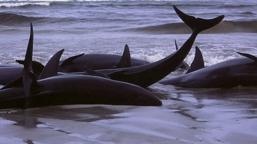 Norwegia bliska rozwiązania zagadki: czemu wieloryby popełniają masowe samobójstwo 