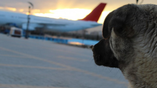Z psem czy bez? Przewóz zwierząt w popularnych liniach lotniczych [PRAKTYCZNE INFORMACJE]