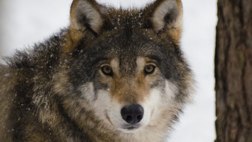 Miarka się przebrała: WWF pozywa Oslo za zabijanie wilków