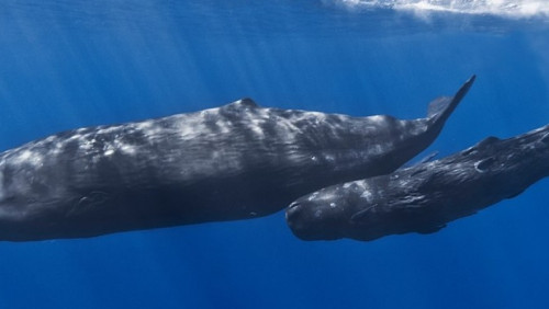 Brak zasad i brawura: „wielorybia turystyka” zagraża zdrowiu morskich ssaków
