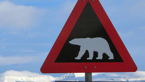 12 tysięcy koron mandatu… za przestraszenie niedźwiedzia polarnego