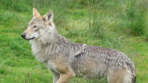 Rolnicy z Oppland odetchnęli z ulgą: zastrzelono wilka, który terroryzował wsie