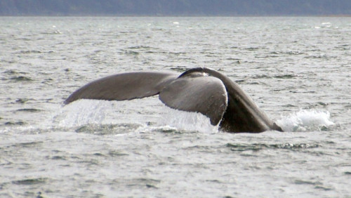 Niecodzienny wypadek: żaglówka zderzyła się z…. wielorybem
