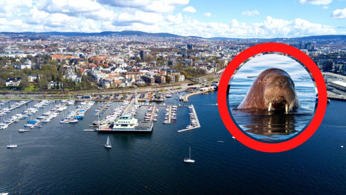 Freya ponownie zawita nad Oslofjorden. Popularna morsica doczeka się własnego pomnika