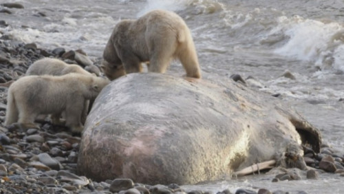 Odebrali pożywienie niedźwiedziom ze Svalbardu. Norwescy aktywiści: „To wbrew naturze”