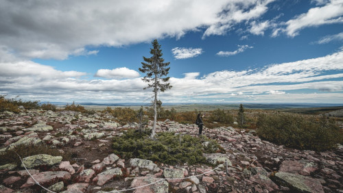 Najstarsze drzewo na świecie rośnie w pobliżu granicy Szwecji i Norwegii? Jest kilka „ale”