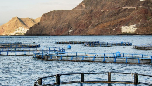 Łososie z akwakultury – Potężne źródło dochodu Norwegów