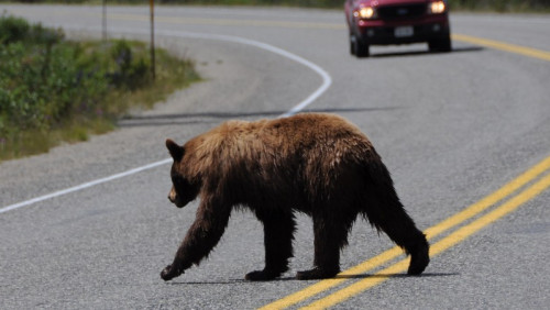  Co zrobić, gdy wpadniemy na… niedźwiedzia? Norwescy naukowcy wiedzą 