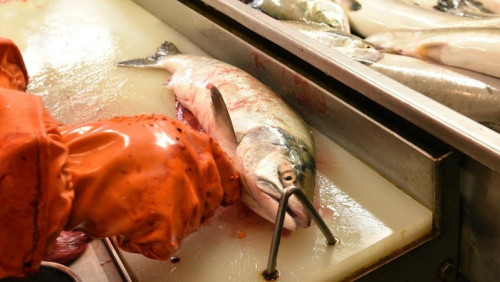 Norwegia szuka zysków. Odpadki z ryb służą do produkcji towarów dla ludzi