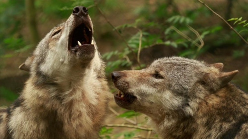 Wielka czwórka zagrożonych zwierząt w Norwegii: wilki