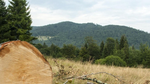 „To tak, jakby podpalali stavkirke”: Norwegowie wycinają lasy, w których żyją zagrożone gatunki roślin