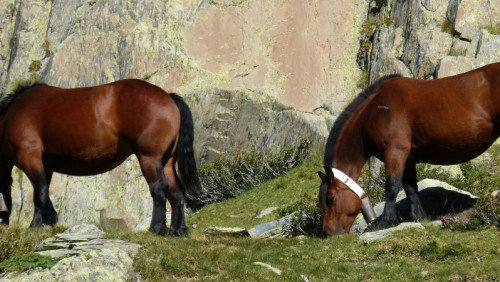 Zwierzęta są mądrzejsze, niż dotychczas sądziliśmy. Oto, jak norwescy naukowcy uczą konie „mówić”