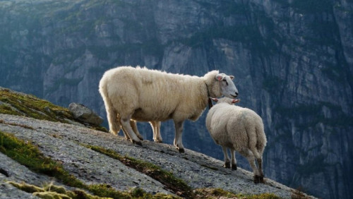 Oglądaj Norwegię oczami owcy. To nie żart, tylko nowy pomysł na promocję krajowej turystyki