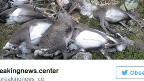 Ponad 300 martwych reniferów w parku narodowym. Co się stało?