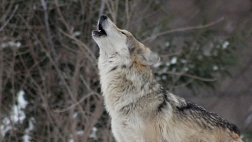 „Rozwiązać wilczy supeł” – będą nowe regulacje w sprawie polowań na norweskie wilki