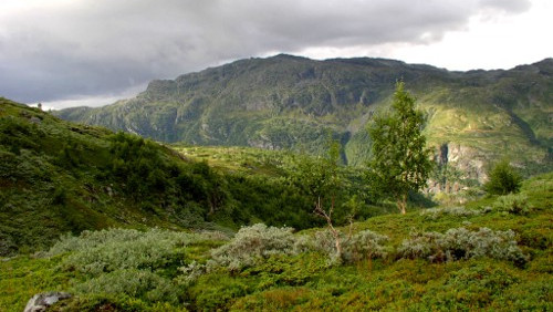 Kącik języka norweskiego - wydanie specjalne - rośliny norweskich gór