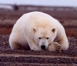 1 osoba nie żyje po ataku niedźwiedzia polarnego na Svalbardzie