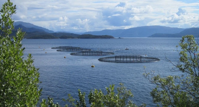 Na ratunek łososiom. Norwegowie zamrażają rybie geny dla potomnych