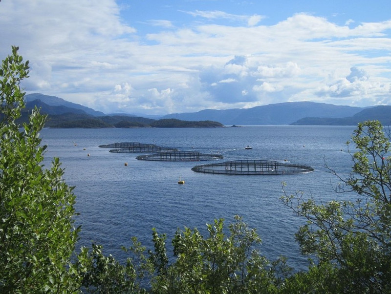 Eksport łososia wygenerował 81,4 miliarda koron.