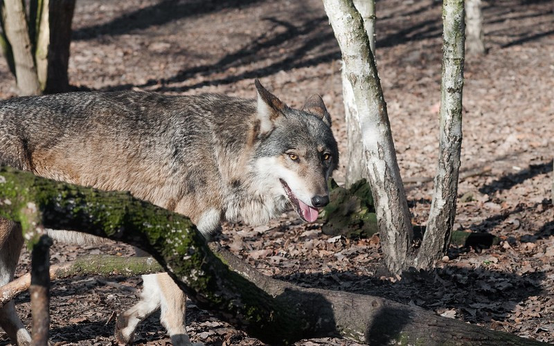 Konflikt pomiędzy aktywistami i resortem środowiska widoczny był również w 2022 roku. Ostatecznie, sąd apelacyjny przyznał rację ministerstwu i zezwolił na odstrzał 28 wilków.